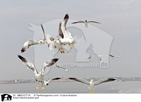 Heringsmwe / lesser black-backed gull / MBS-07719