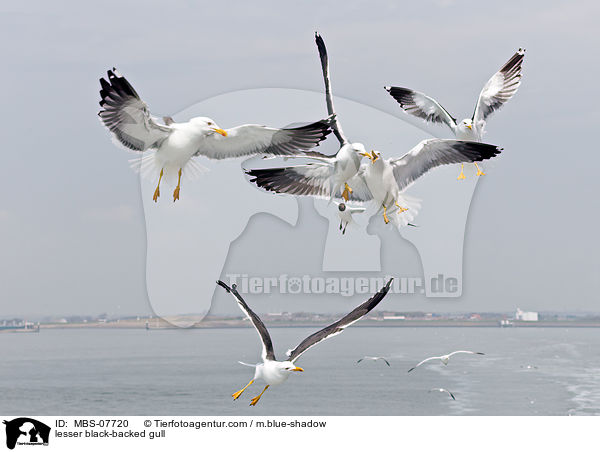 Heringsmwe / lesser black-backed gull / MBS-07720