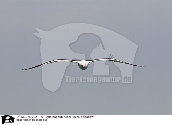 Heringsmwe / lesser black-backed gull / MBS-07722