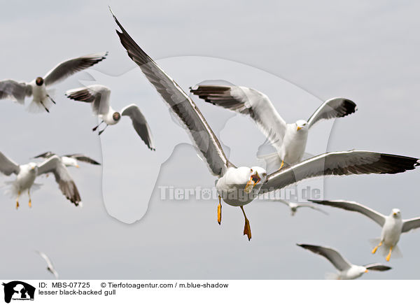 Heringsmwe / lesser black-backed gull / MBS-07725