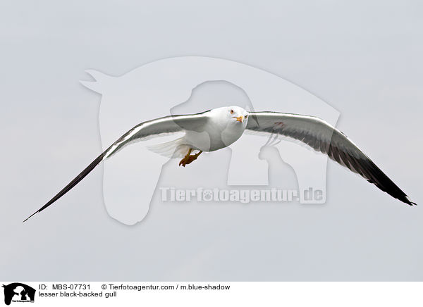 Heringsmwe / lesser black-backed gull / MBS-07731