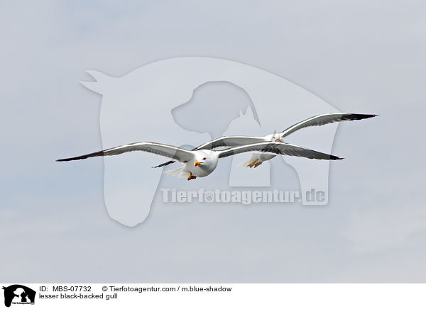 Heringsmwe / lesser black-backed gull / MBS-07732