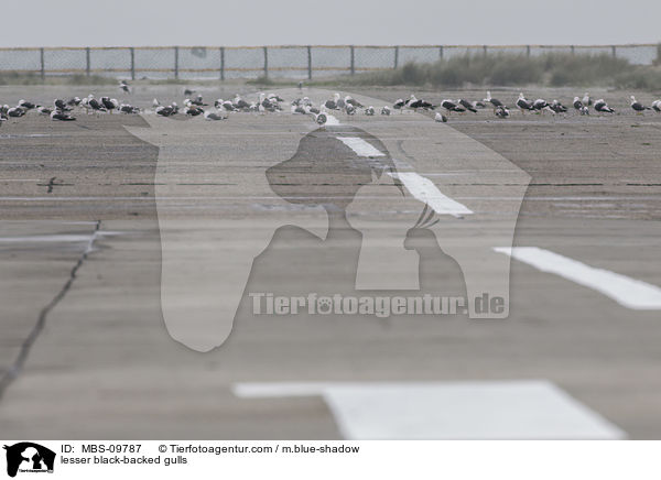 Heringsmwen / lesser black-backed gulls / MBS-09787