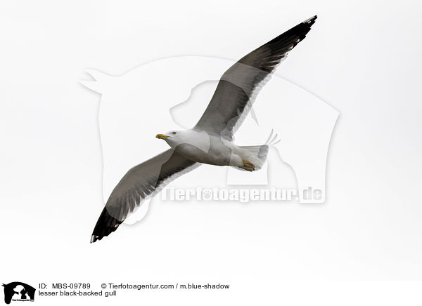 Heringsmwe / lesser black-backed gull / MBS-09789