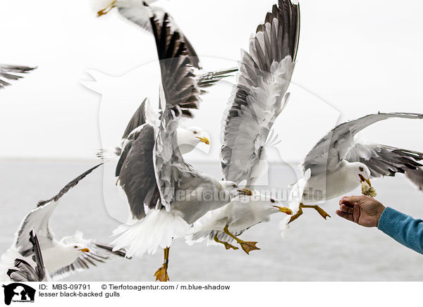 Heringsmwen / lesser black-backed gulls / MBS-09791