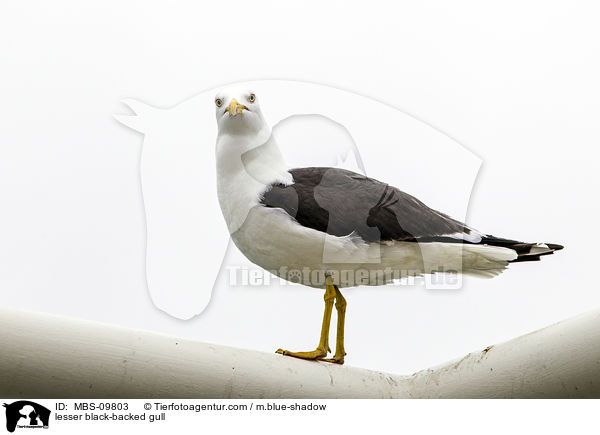 Heringsmwe / lesser black-backed gull / MBS-09803