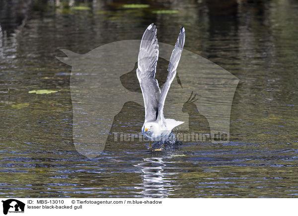 Heringsmwe / lesser black-backed gull / MBS-13010