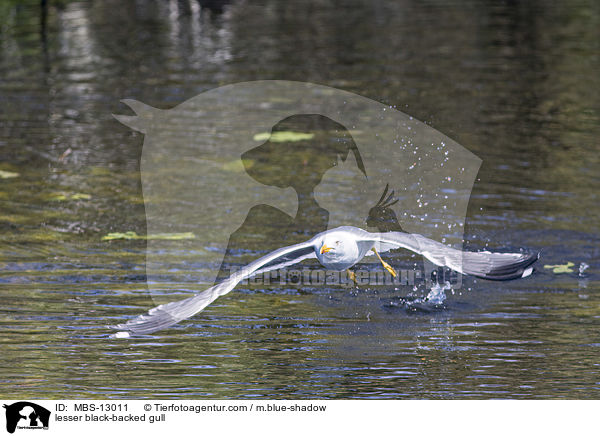 Heringsmwe / lesser black-backed gull / MBS-13011