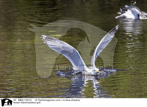 Heringsmwe / lesser black-backed gull / MBS-13012