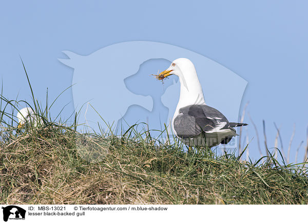 Heringsmwe / lesser black-backed gull / MBS-13021