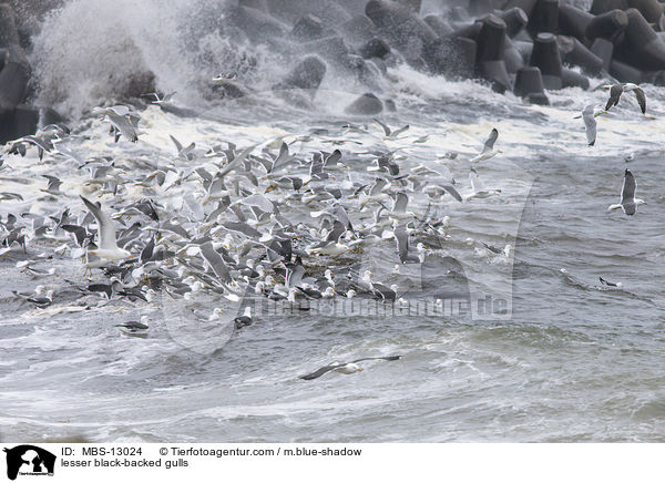 Heringsmwen / lesser black-backed gulls / MBS-13024