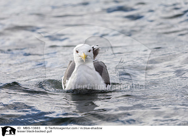 Heringsmwe / lesser black-backed gull / MBS-13883