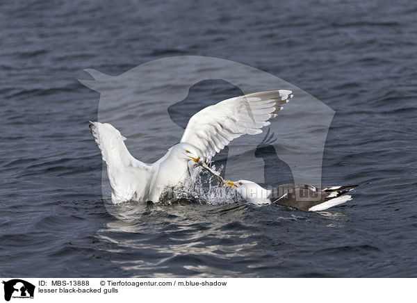 Heringsmwen / lesser black-backed gulls / MBS-13888