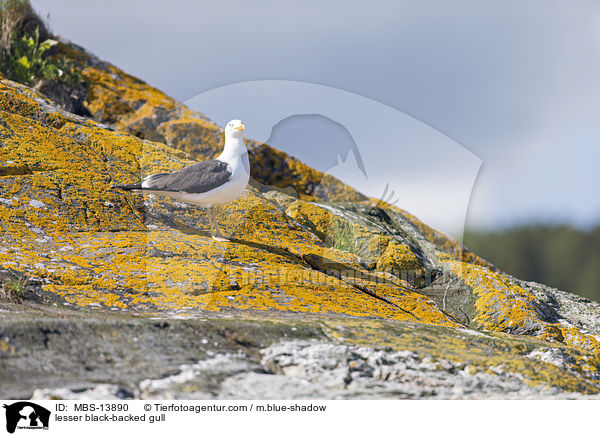 Heringsmwe / lesser black-backed gull / MBS-13890