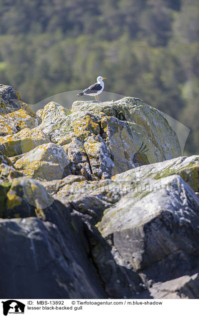 Heringsmwe / lesser black-backed gull / MBS-13892