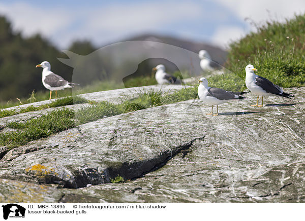 Heringsmwen / lesser black-backed gulls / MBS-13895