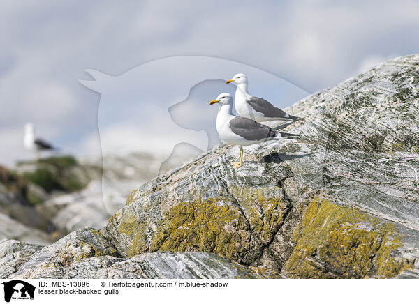 Heringsmwen / lesser black-backed gulls / MBS-13896