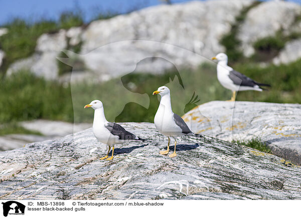 Heringsmwen / lesser black-backed gulls / MBS-13898