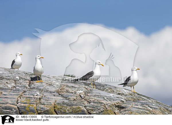 Heringsmwen / lesser black-backed gulls / MBS-13900