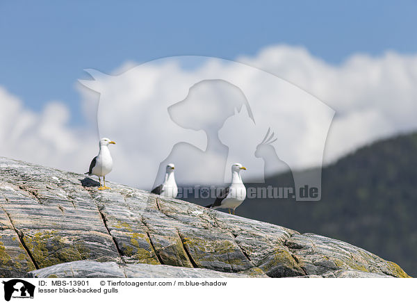 Heringsmwen / lesser black-backed gulls / MBS-13901