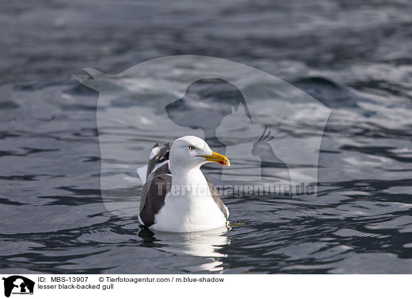 Heringsmwe / lesser black-backed gull / MBS-13907