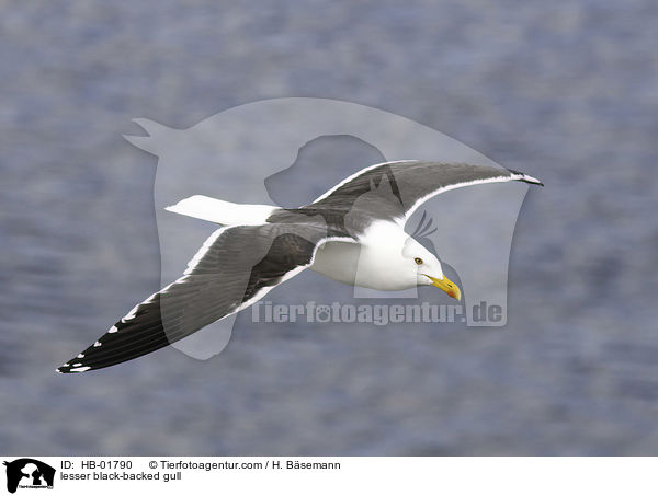 Heringsmwe / lesser black-backed gull / HB-01790