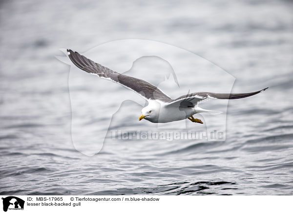 Heringsmwe / lesser black-backed gull / MBS-17965