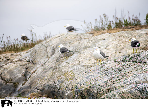 Heringsmwen / lesser black-backed gulls / MBS-17968