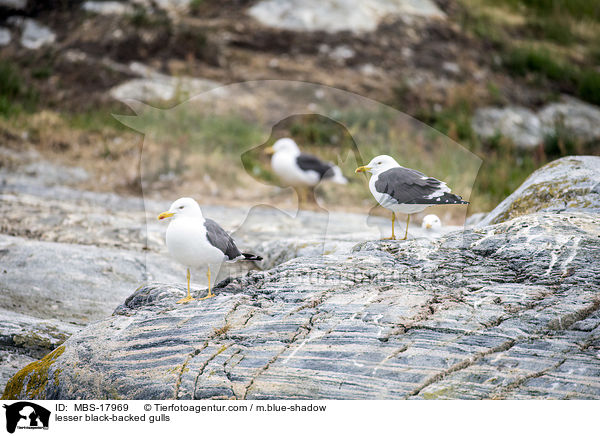 lesser black-backed gulls / MBS-17969