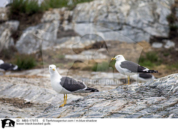 Heringsmwen / lesser black-backed gulls / MBS-17975