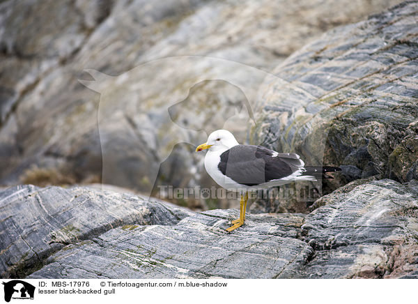 Heringsmwe / lesser black-backed gull / MBS-17976