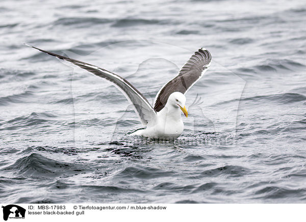 Heringsmwe / lesser black-backed gull / MBS-17983