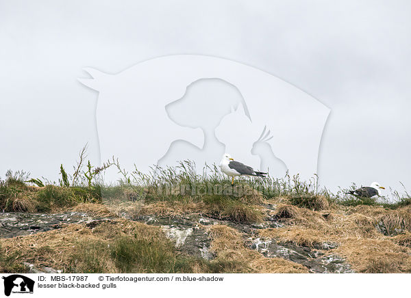 lesser black-backed gulls / MBS-17987