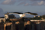 lesser black-backed gull