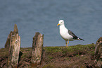 lesser black-backed gull