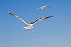 lesser black-backed gull