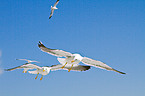 lesser black-backed gull