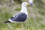 lesser black-backed gull