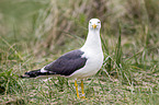 lesser black-backed gull