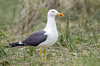 lesser black-backed gull