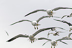 lesser black-backed gulls