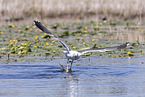 lesser black-backed gull