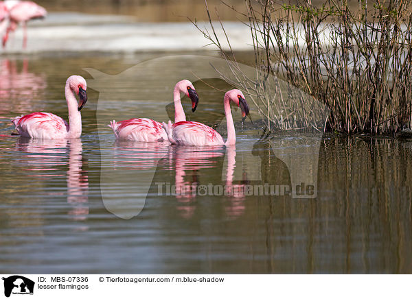 lesser flamingos / MBS-07336