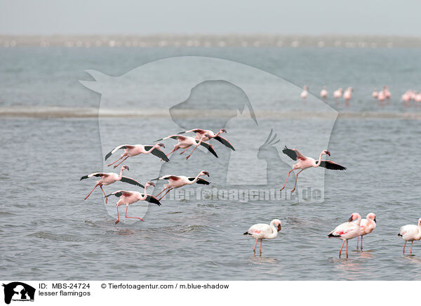 Zwergflamingos / lesser flamingos / MBS-24724