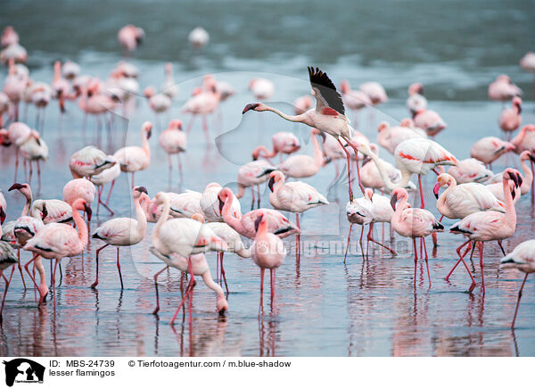 lesser flamingos / MBS-24739