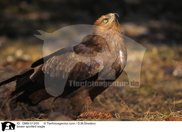 Schreiadler / lesser spotted eagle / DMS-01200