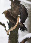 lesser spotted eagle