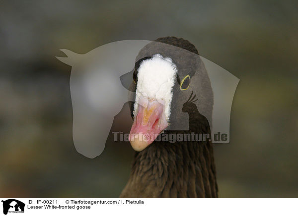 Zwerggans im Portrait / Lesser White-fronted goose / IP-00211