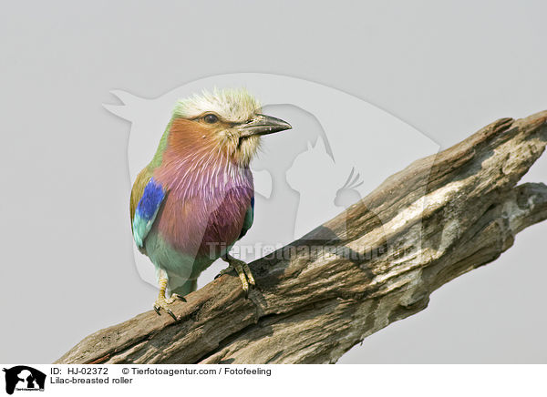 Gabelracke / Lilac-breasted roller / HJ-02372