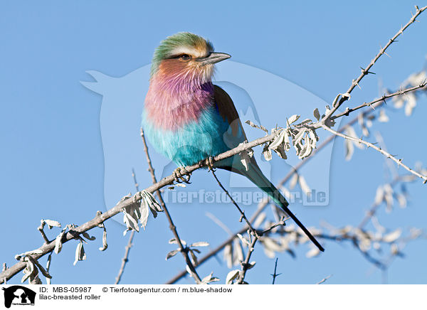 Gabelracke / lilac-breasted roller / MBS-05987